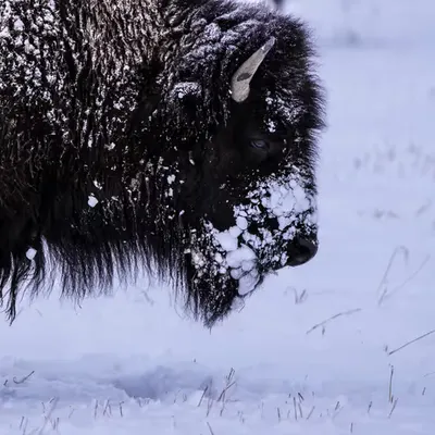 GeoLegacy Bison Frost 