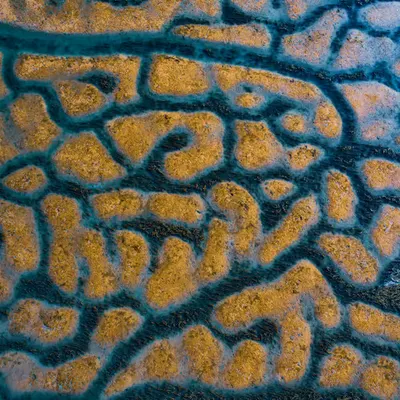 Earth Cells 