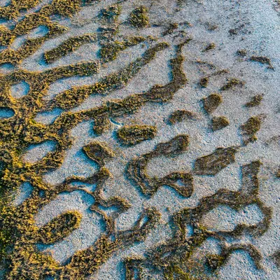 GeoLegacy Moss Patterns Salt Lake 