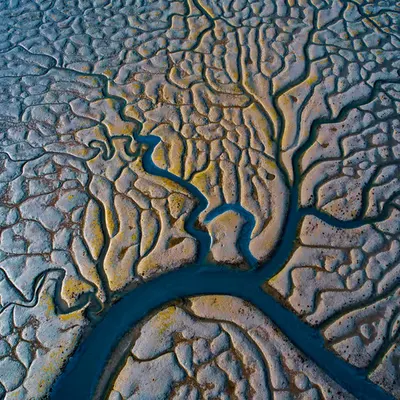 Branches of Planet 