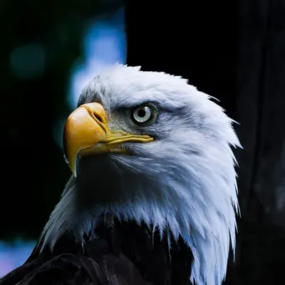 Bald Eagle Eye