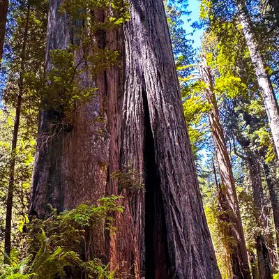 Giant Sequoia 23