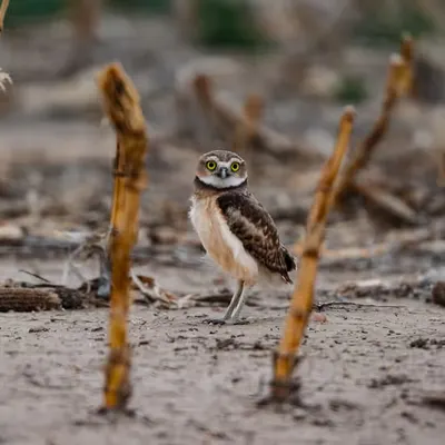 Eyes On U Burrowing 