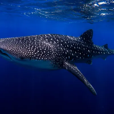 The Encounter Whale Shark