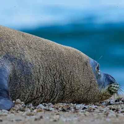 Rare Seal