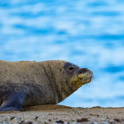 Morning Glory Rare Seal