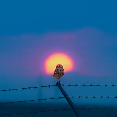 Sunset Owl 