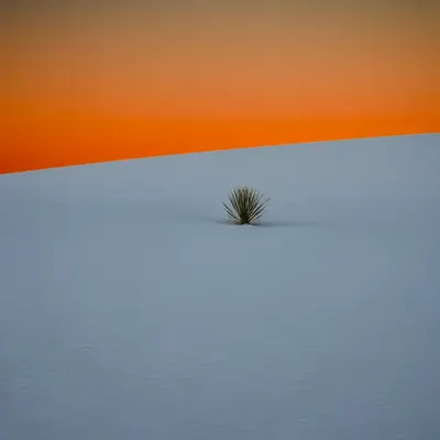 Ancient Sunset Lone Plant 
