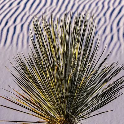 Soaptree yucca