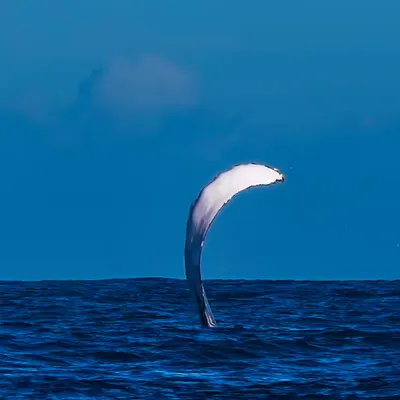 Humpback Wave