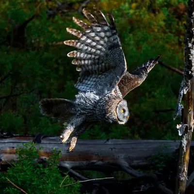 Great Grey Owl The Chosen Moment
