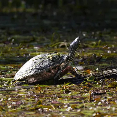 Red-Bellied Cooter Turtle 