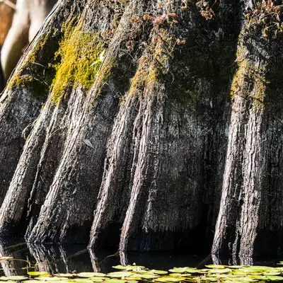 Shadowed Cypress
