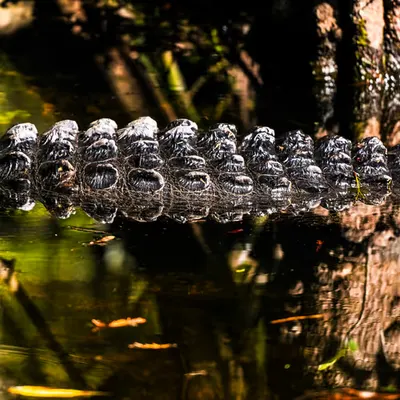 Reptile 