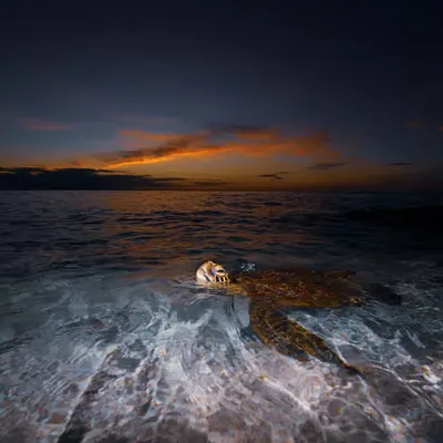 Honu Last Light