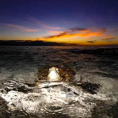 Honu Ignite 