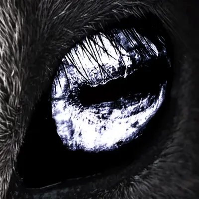 Ghost Eye