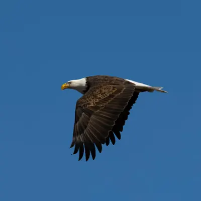Eagle Eyes