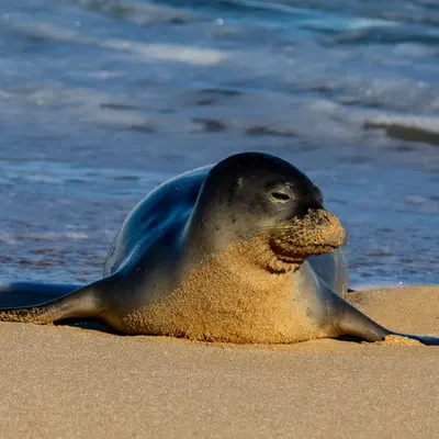 Hawaiian Monk Seal 
