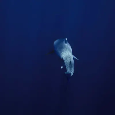 Manō Haʻalele – Departing Shark
