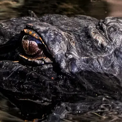 Everglades Series Coming 