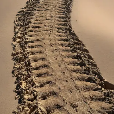 Turtle Pathway 
