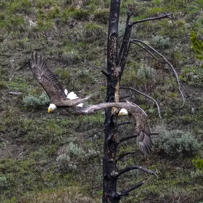 Wings of Snake River