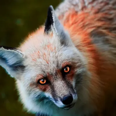 The Watcher