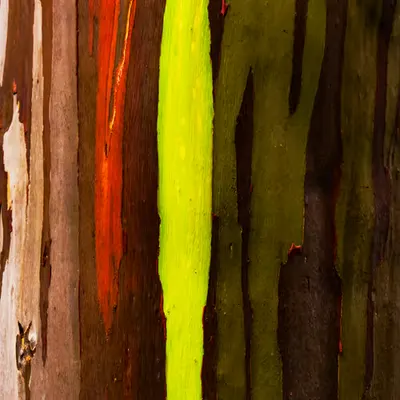 Rainbow Eucalyptus 