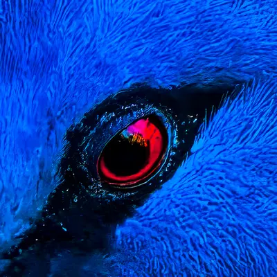 Rainbow Pigeon 
