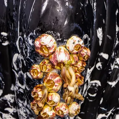 Barnacles