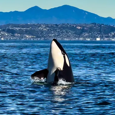 Free Willy