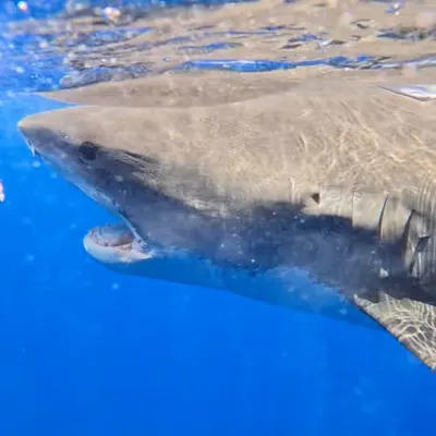 Apex Predator Tiger Shark Bite 