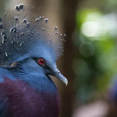 Red Eye
