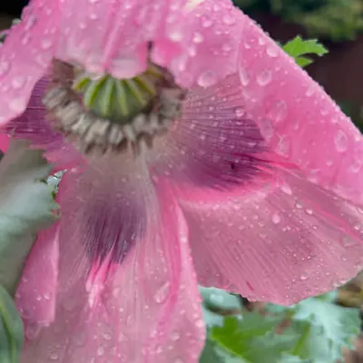 first poppy of the season