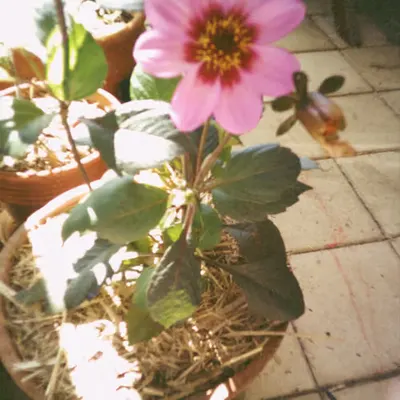new flower baby