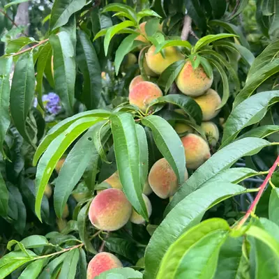 summer 🍑
