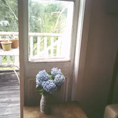 hydrangeas