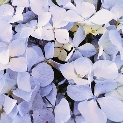 hydrangea