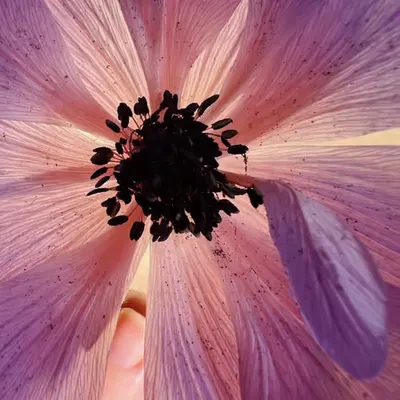 poppy anenome