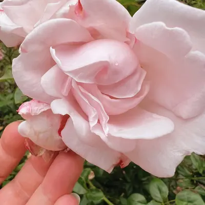 (happy to see you spring)