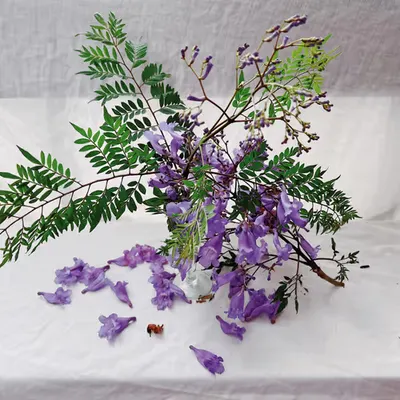 summer still life, '23