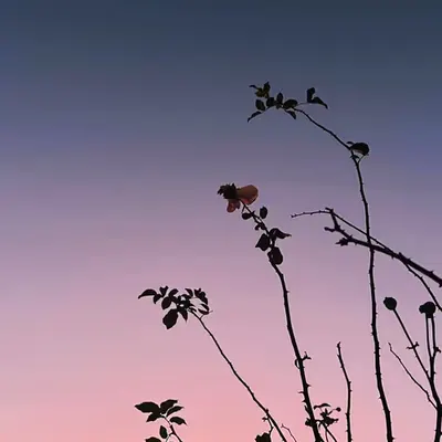 good night
