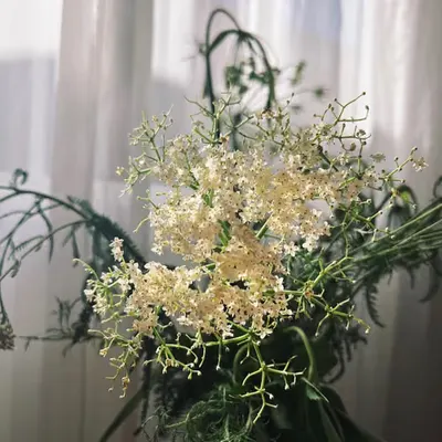 elderflower I think