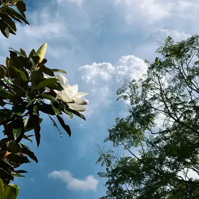 magnolia before the storm