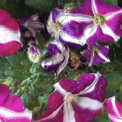 GARDEN#3