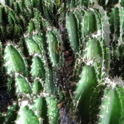 GARDEN#8