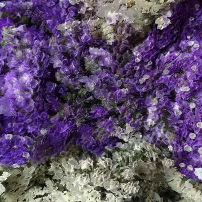 GARDEN#7
