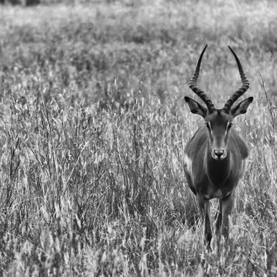 Aepyceros Melampus