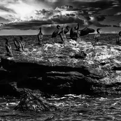 Birds, Rock, and Water